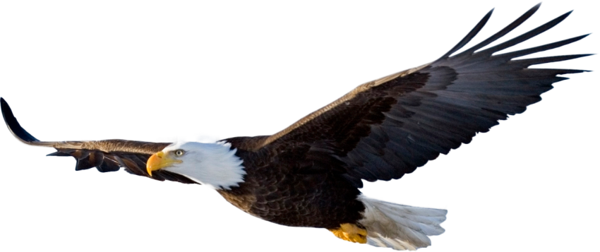Bald eagle, eagle, animals, bald Eagle png