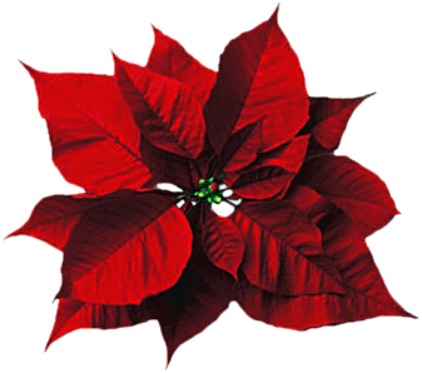Poinsettia Flowers s, red petaled flower, png