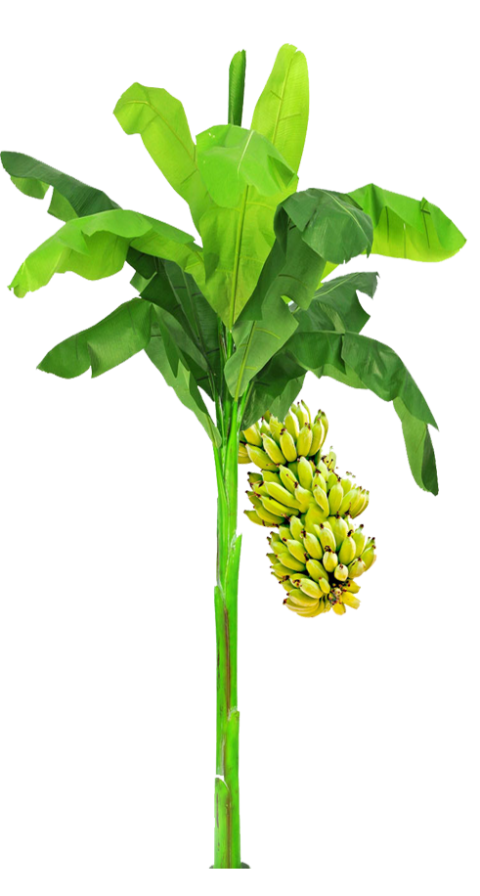 Leaf Plant stem Flowerpot Tree, Leaf, leaf, wedding png