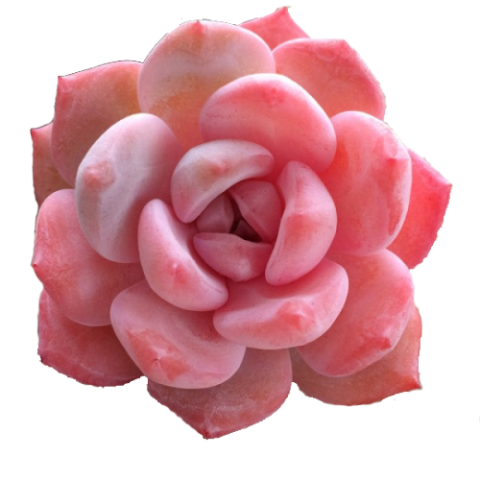Succulent plant Ornamental Horticulture Echeveria Garden Living stone, succulents, cactaceae, flower png
