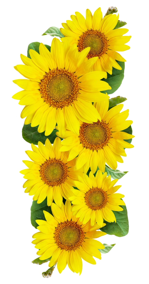 Common sunflower graphy, Sunflower, sunflower, sunflower Seed png