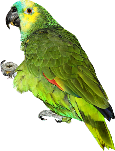 Bird Budgerigar Red-crowned amazon, Bird, animals, pet png
