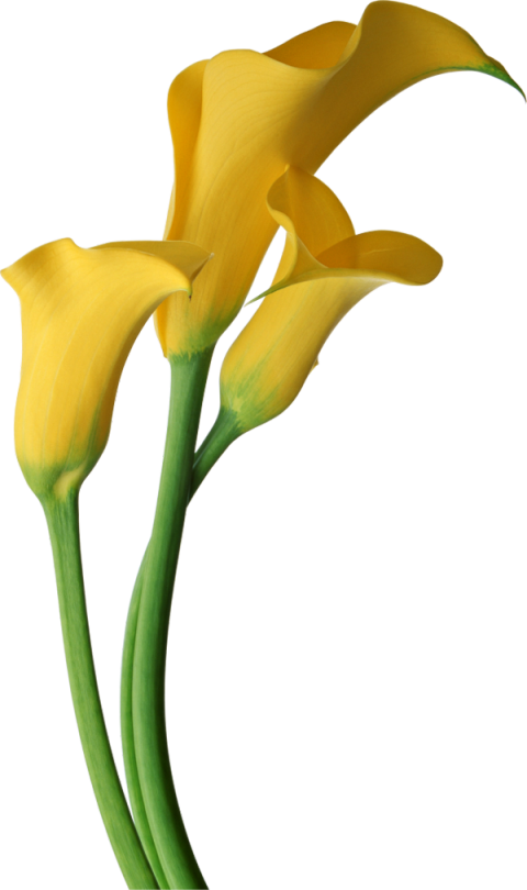 Three yellow orchids, Arum-lily Lilium Flower Yellow, Yellow Calla Lilies Flowers, purple, color png