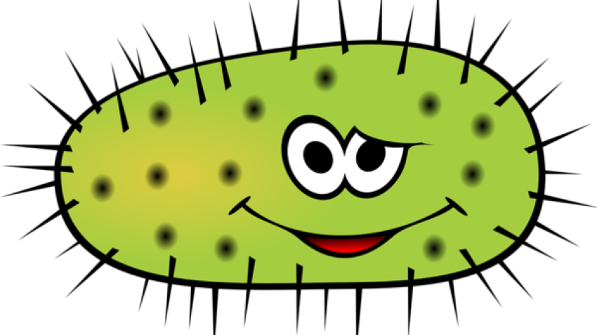 Bacteria PNG image with transparent backgroun