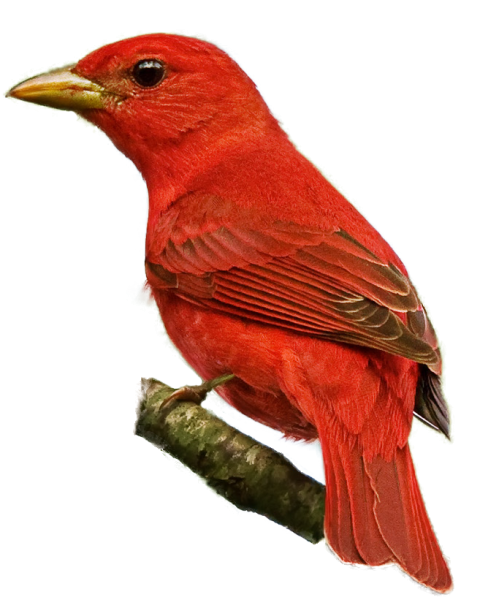 Tanager Bird Red-tailed hawk Finch, pink bird, animals, passerine png