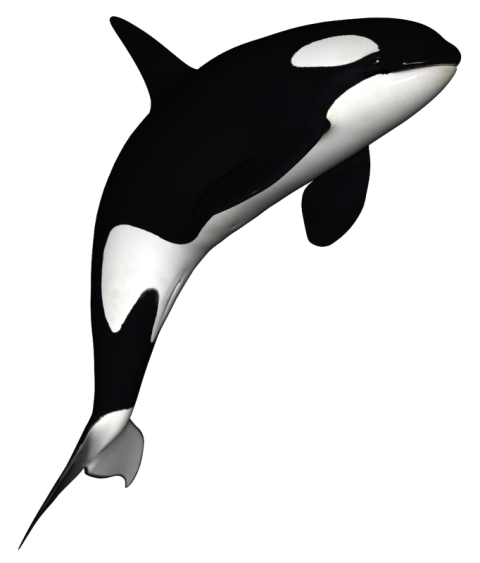 The Killer Whale Cetacea, killer whale, marine Mammal, mammal png free download