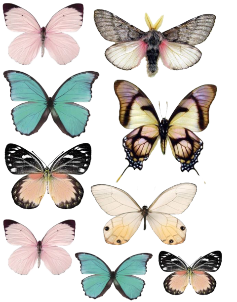 Assorted-color butterflies collage, Butterfly Paper Stencil Drawing, butterfly, brush Footed Butterfly, butterfly Group png