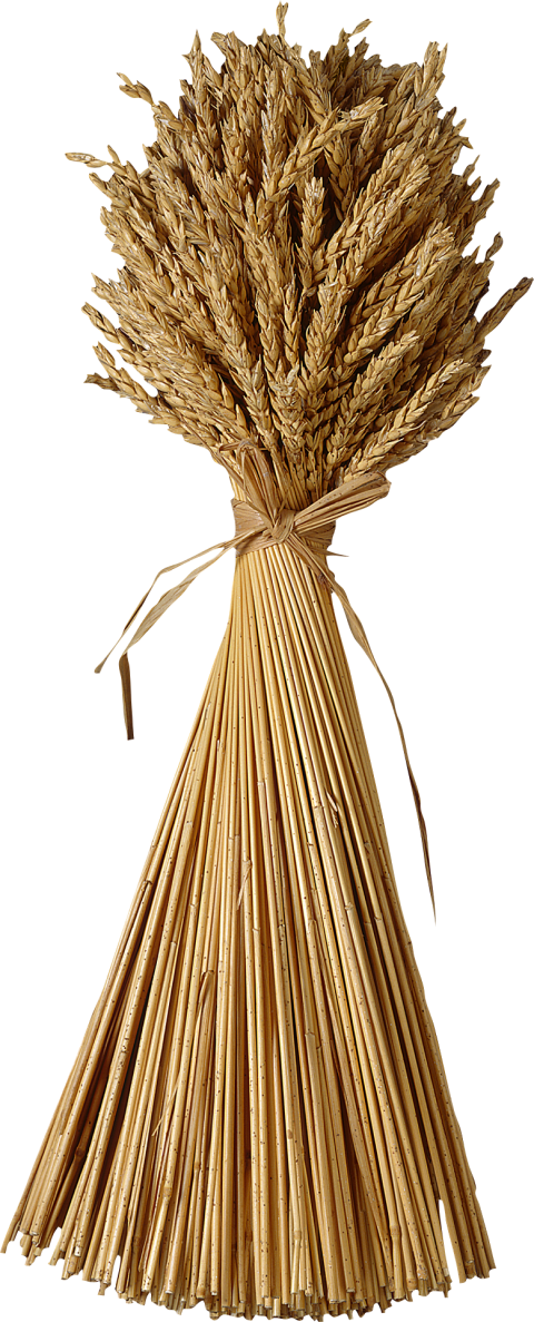 Wheat Sheaf, Wheat, whole Grain, cereal png