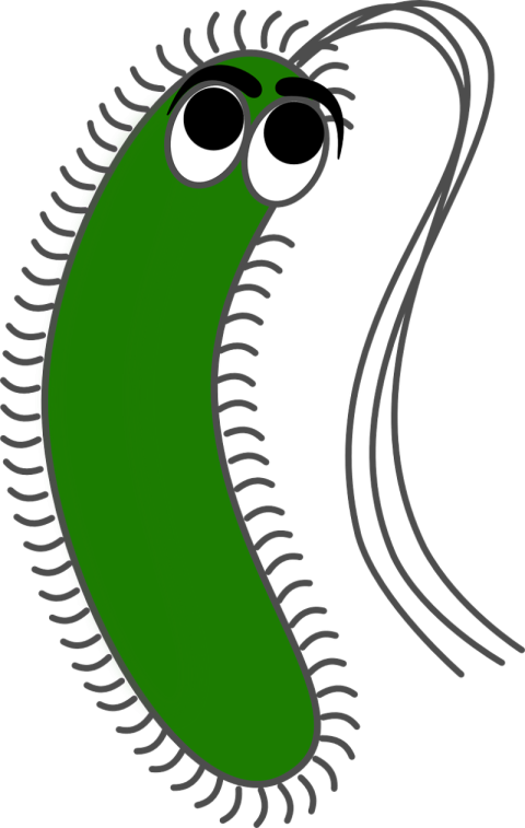 Bacteria PNG image with transparent background