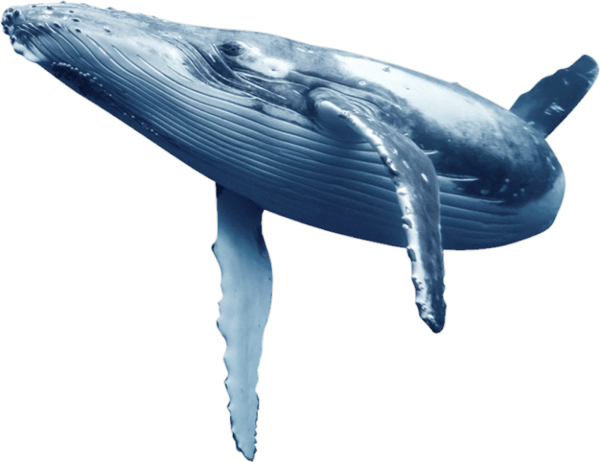 Humpback whale Blue whale Wholphin Common bottlenose dolphin, whale, marine Mammal, mammal png
