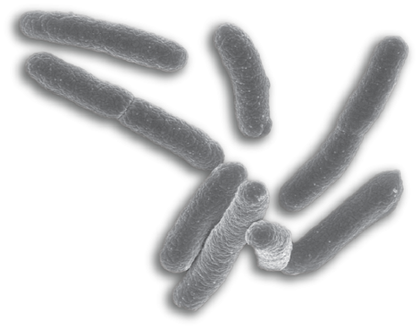 Bacteria PNG image with transparent backgroun