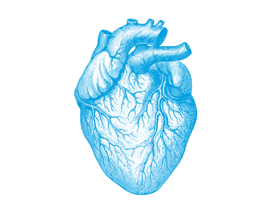 Human anatomy Understanding Heart Disease Human body, heart, heart, anatomy png