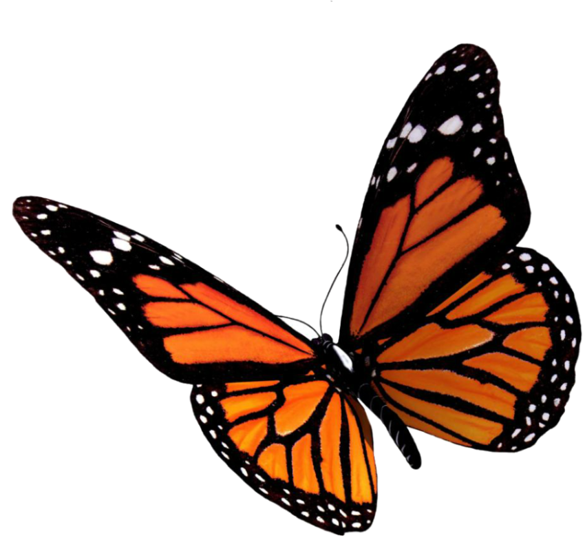 Viceroy butterfly illustration, Butterfly Computer Icons, butterfly, brush Footed Butterfly, insects png