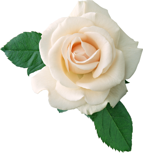 White rose flower, Rose White, White rose, flower white rose, white, image File Formats png