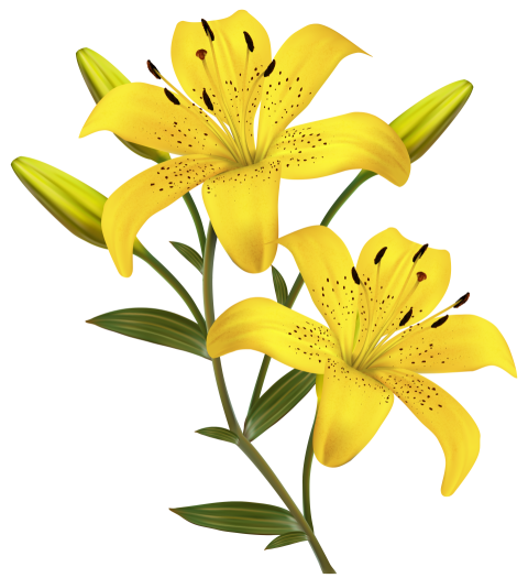 Yellow 6-petaled flowers illustration, Flower Yellow Easter lily, Yellow Lilies, plant Stem, color png