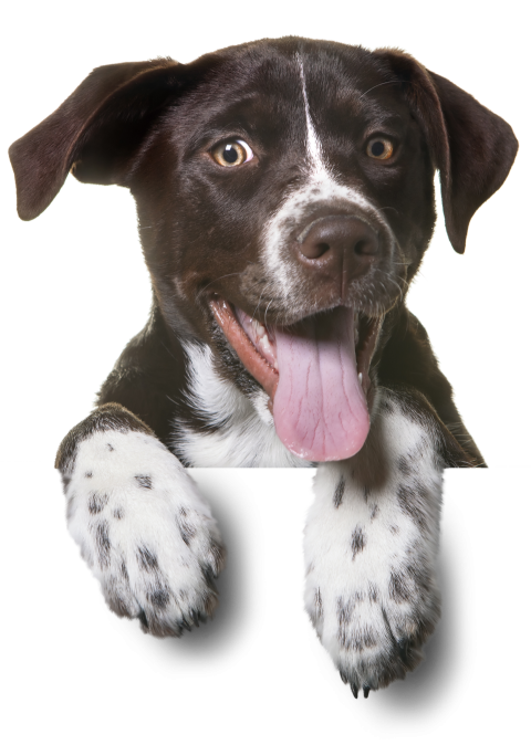 Adult black and white American pit bull terrier, Dog Puppy Pet sitting Cat, dogs, animals, carnivoran png