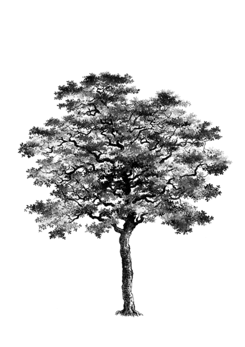 Tree,trees,black and white, tree, trees png free download