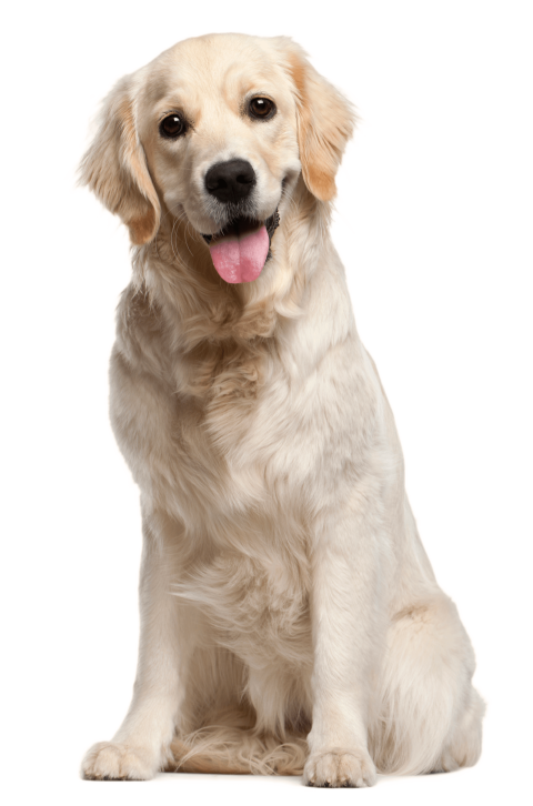 Dog grooming Puppy Cat Pet, White dog, adult yellow Labrador retriever, white, animals png